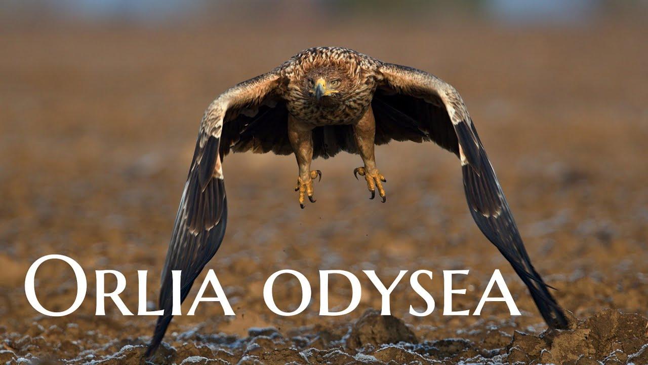 Orlia Odysea
